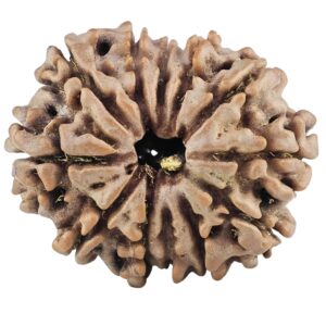 12 Mukhi Rudraksha 25.9mm 4.15gm - Rudraksha