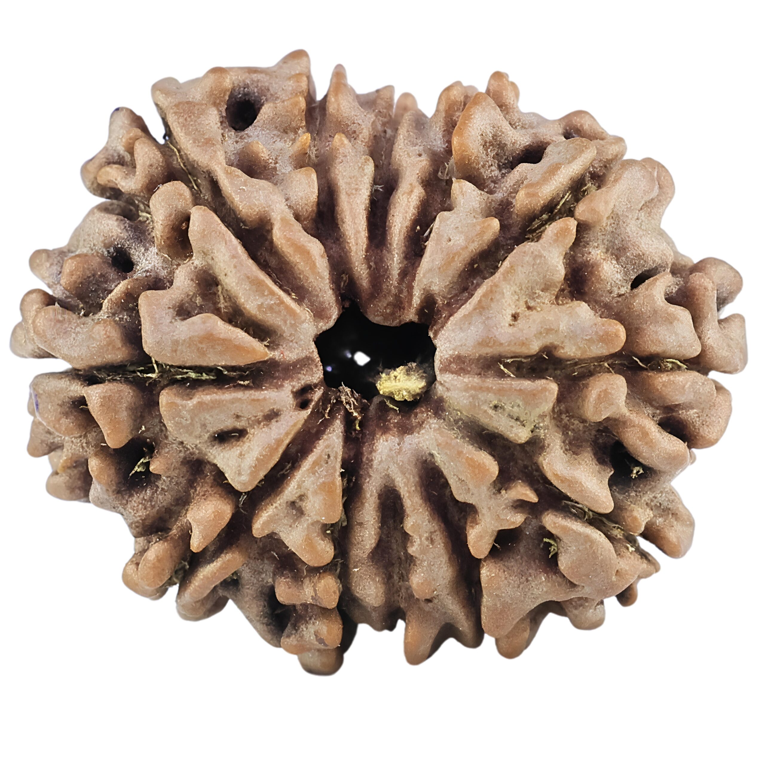 12 Mukhi Rudraksha 25.9mm 4.15gm - Rudraksha