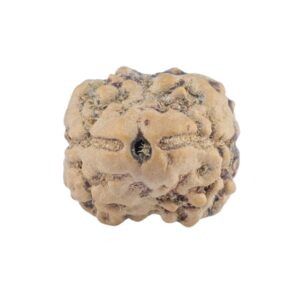 2 Mukhi Rudraksha 21.2mm 1.72gm - Rudraksha