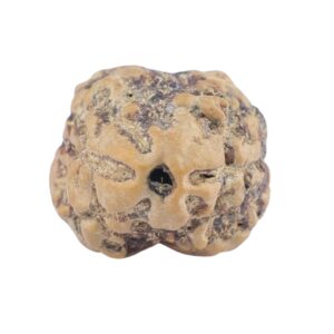 2 Mukhi Rudraksha 21.8mm 1.79gm - Rudraksha