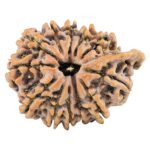 12 Mukhi Ganesh 32.4mm 6.34gm - Rudraksha