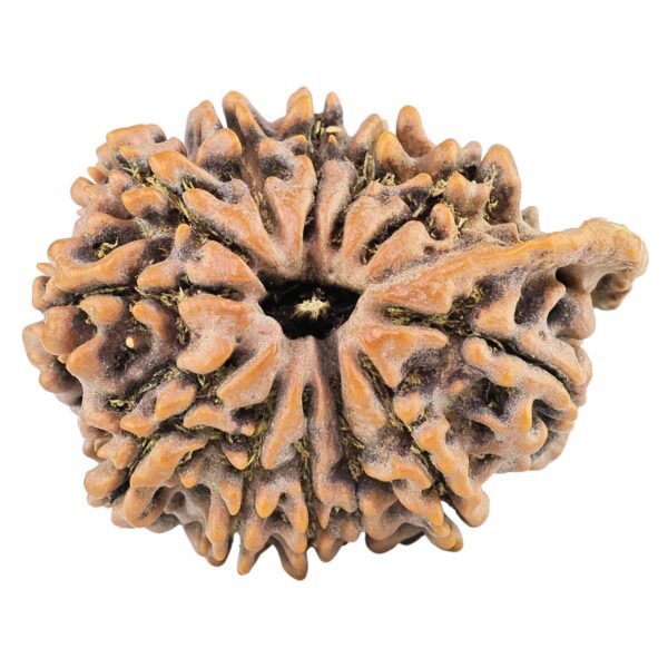 12 Mukhi Ganesh 32.4mm 6.34gm - Rudraksha