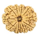 11 Mukhi Rudraksha 31.6mm 6.89gm - Rudraksha
