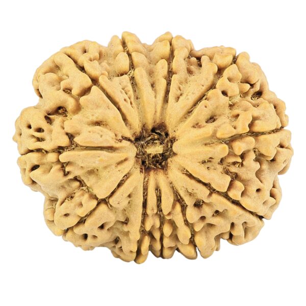 11 Mukhi Rudraksha 31.6mm 6.89gm - Rudraksha