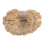 19 Mukhi Rudraksha 28.1mm 2.37gm - Rudraksha