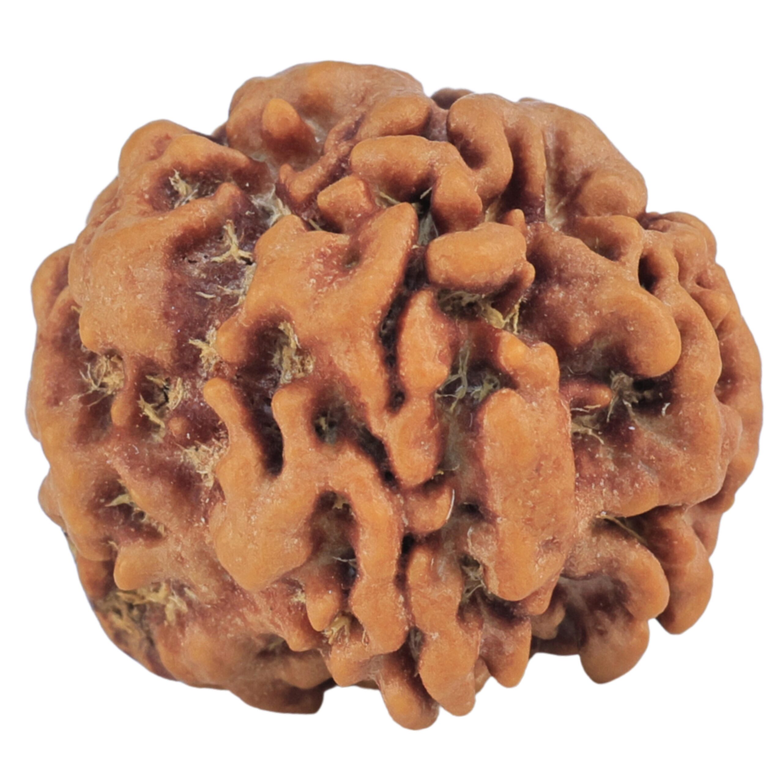 1MK(Underdeveloped) 21.6mm 3.44gm - Rudraksha