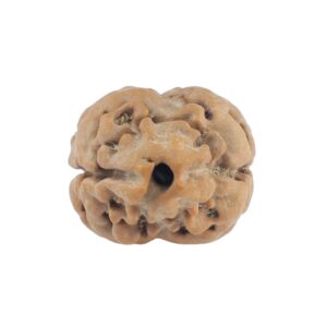 2 Mukhi Rudraksha 19.9mm 1.53gm - Rudraksha