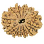 12 Mukhi Rudraksha 24.6mm 3gm - Rudraksha