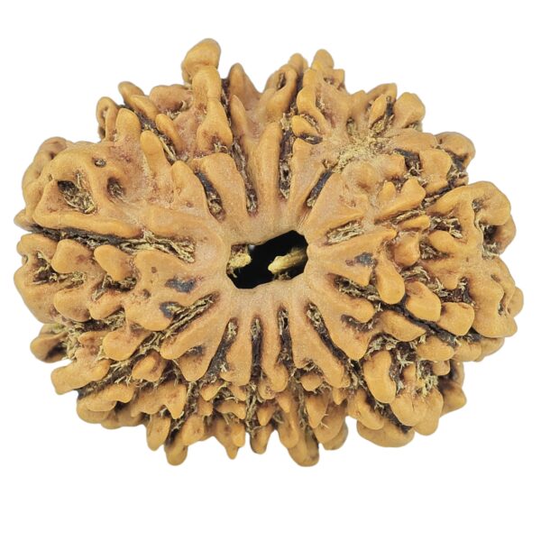 12 Mukhi Rudraksha 24.6mm 3gm - Rudraksha