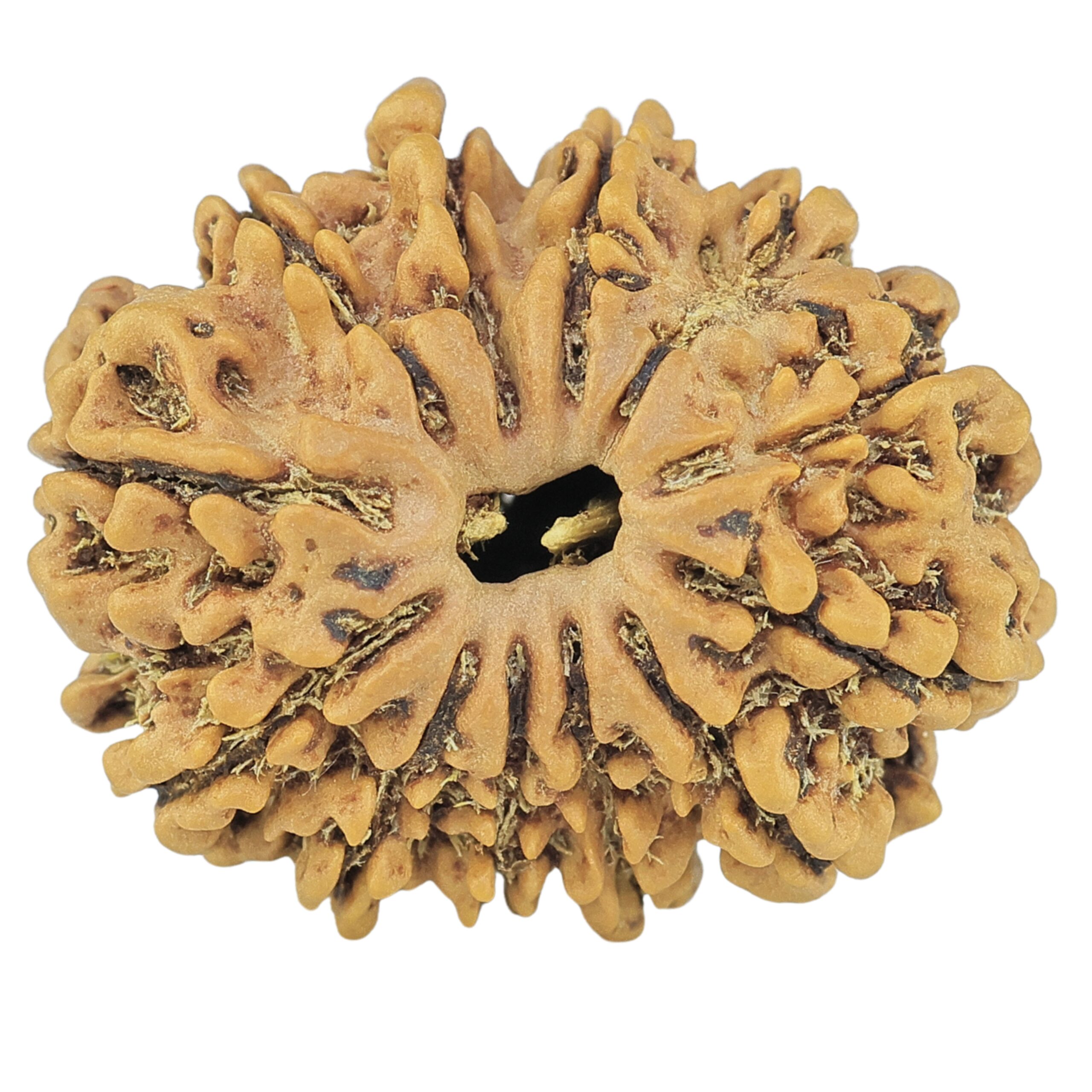 12 Mukhi Rudraksha 24.6mm 3gm - Rudraksha