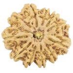 11 Mukhi Rudraksha 32.8mm 7.94gm - Rudraksha