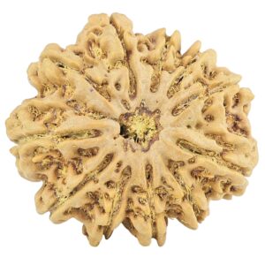 11 Mukhi Rudraksha 32.8mm 7.94gm - Rudraksha