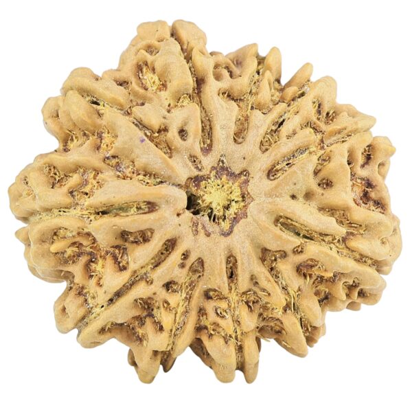 11 Mukhi Rudraksha 32.8mm 7.94gm - Rudraksha
