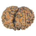 Sawar/Ganesh (4+1) 29.4mm 5.17gm - Rudraksha