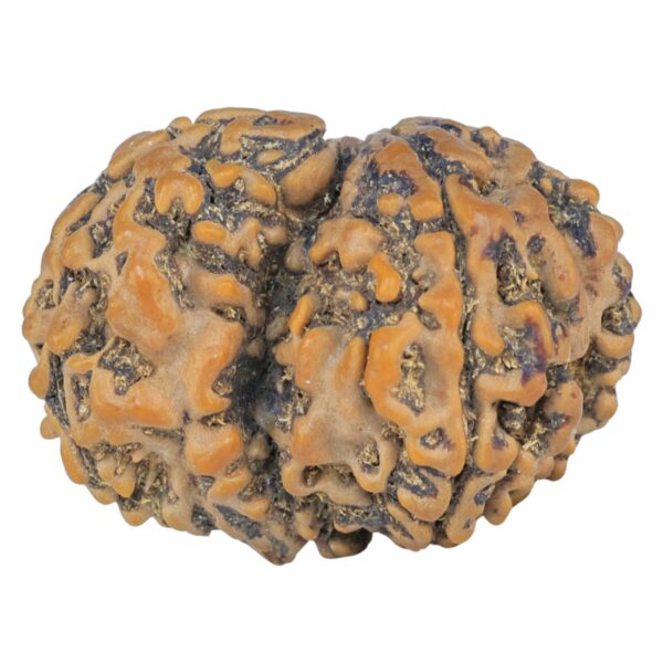 Sawar/Ganesh (4+1) 29.4mm 5.17gm - Rudraksha