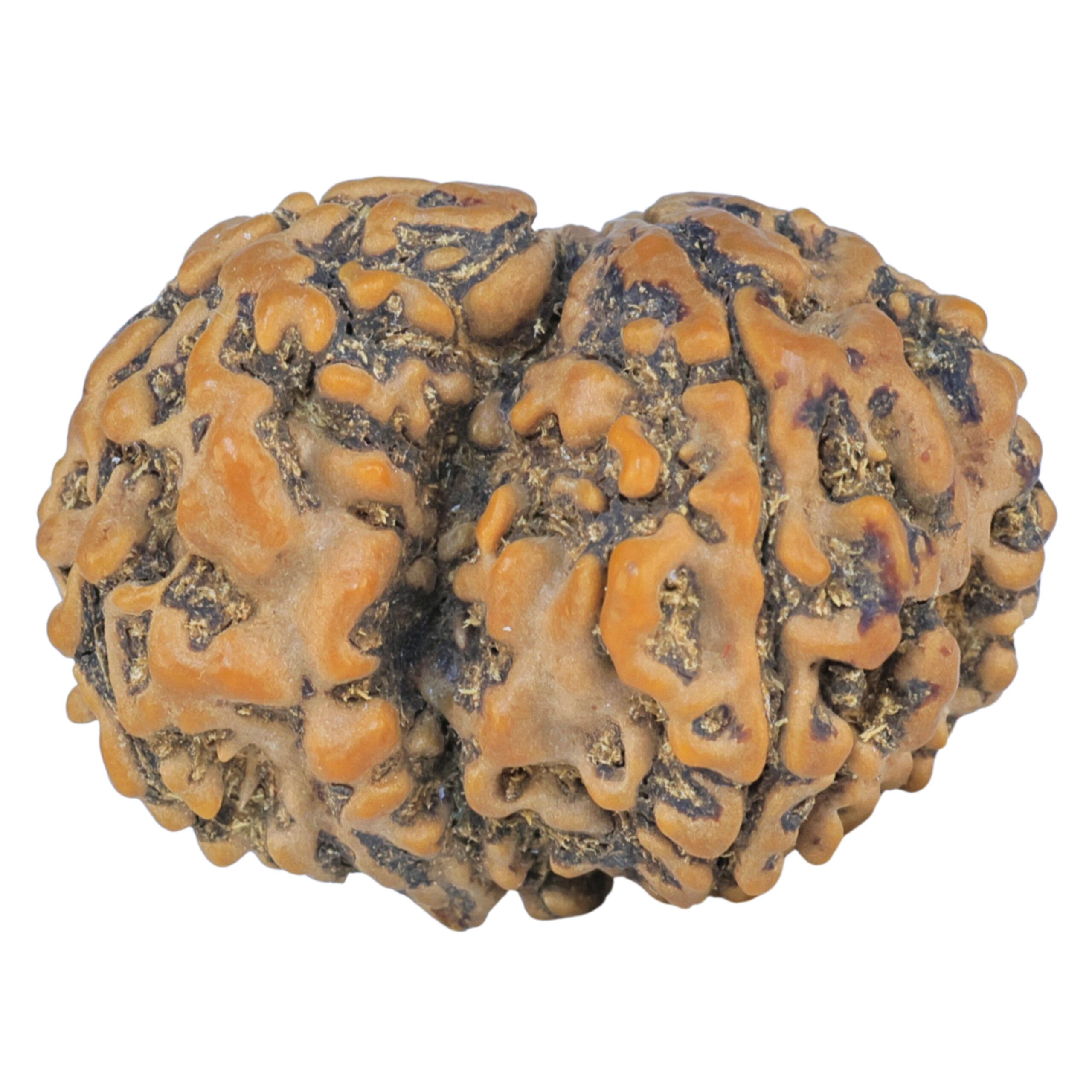 Sawar/Ganesh (4+1) 29.4mm 5.17gm - Rudraksha