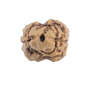 2 Mukhi Rudraksha 21.6mm 1.48gm - Rudraksha