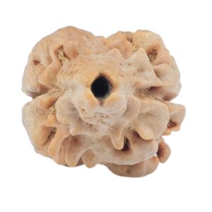 2 Mukhi Rudraksha 22.1mm 1.13gm - Rudraksha