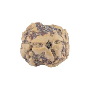 2 Mukhi Rudraksha 21.5mm 1.59gm - Rudraksha