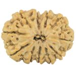 11 Mukhi Rudraksha 29.5mm 5.66gm - Rudraksha