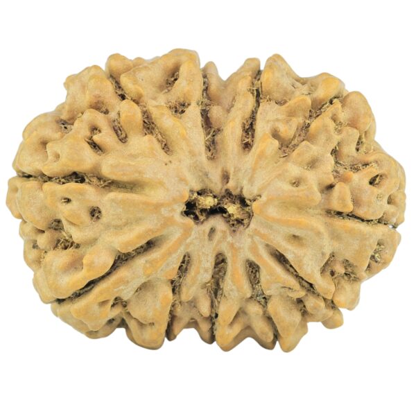 11 Mukhi Rudraksha 29.5mm 5.66gm - Rudraksha
