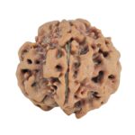 1MK(Underdeveloped) 22mm 3.75gm - Rudraksha