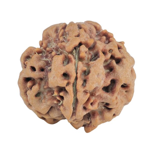 1MK(Underdeveloped) 22mm 3.75gm - Rudraksha