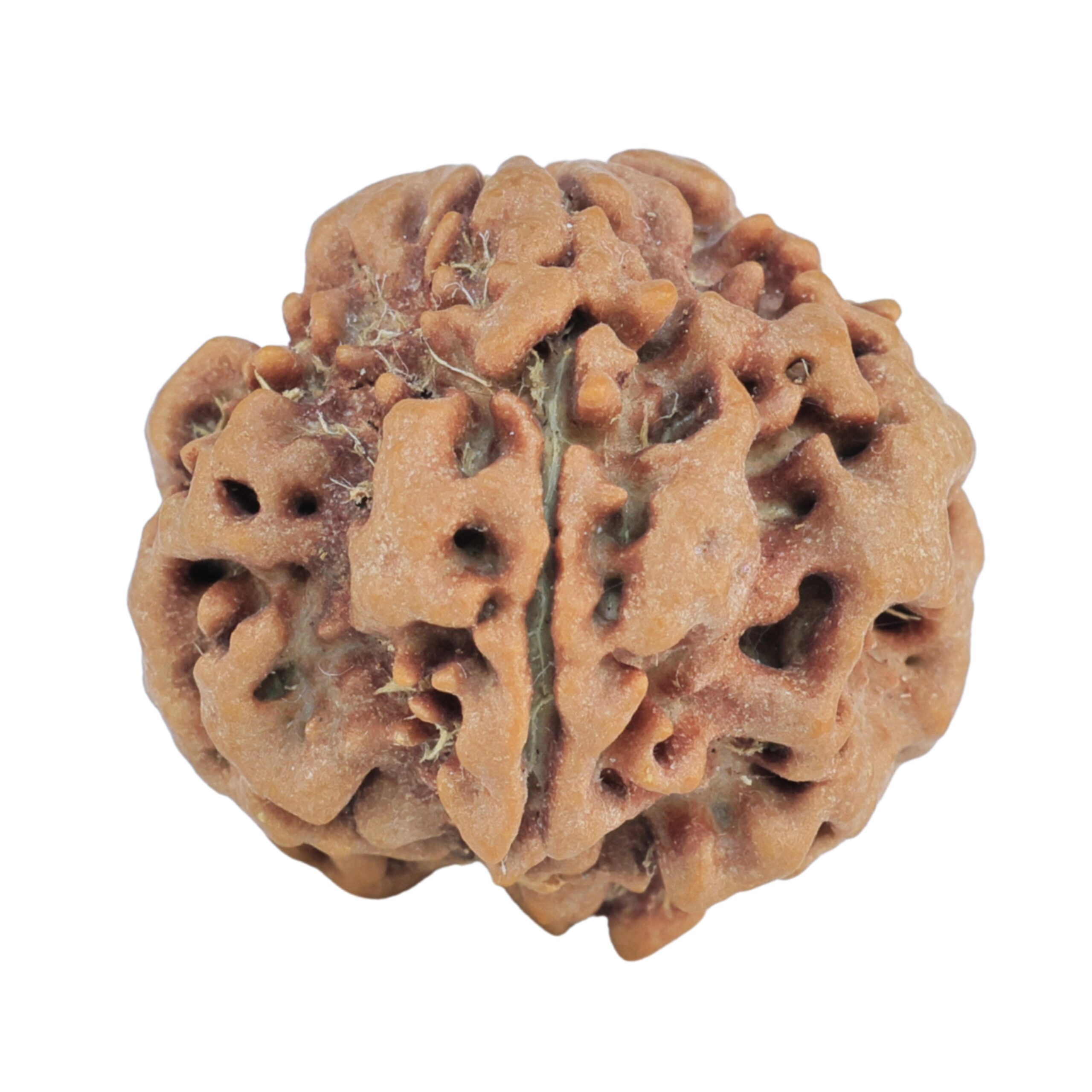 1MK(Underdeveloped) 22mm 3.75gm - Rudraksha