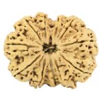 11 Mukhi Rudraksha 37.8mm 8.67gm - Rudraksha