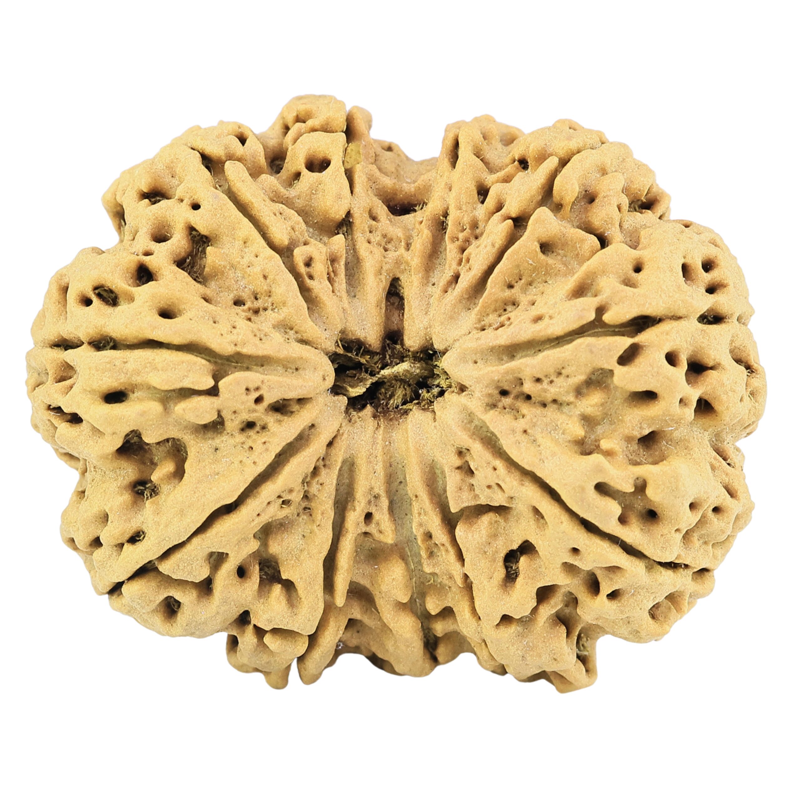 11 Mukhi Rudraksha 37.8mm 8.67gm - Rudraksha