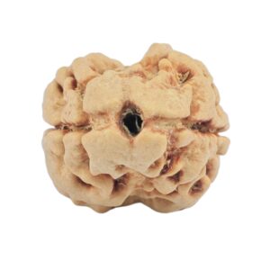 2 Mukhi Rudraksha 22.8mm 1.83gm - Rudraksha