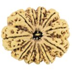 11 Mukhi Rudraksha 38.6mm 9.63gm - Rudraksha