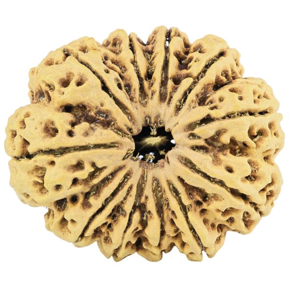 11 Mukhi Rudraksha 38.6mm 9.63gm - Rudraksha