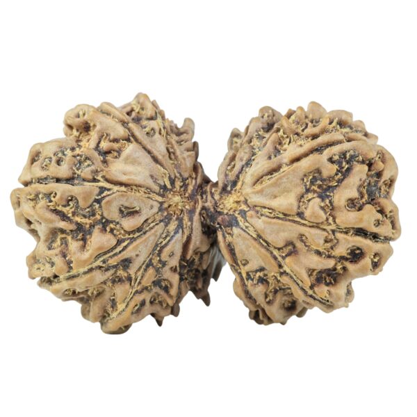 15 Mukhi Gaurishankar 34.8mm 5.63gm - Rudraksha