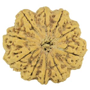 10 Mukhi Rudraksha 36mm 9.4gm - Rudraksha
