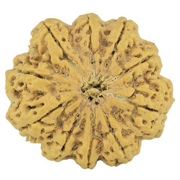 10 Mukhi Rudraksha 36mm 9.4gm - Rudraksha