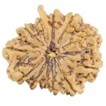 12 Mukhi Ganesh 28.2mm 5.14gm - Rudraksha