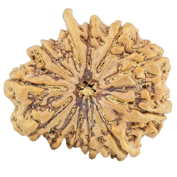 12 Mukhi Ganesh 28.2mm 5.14gm - Rudraksha