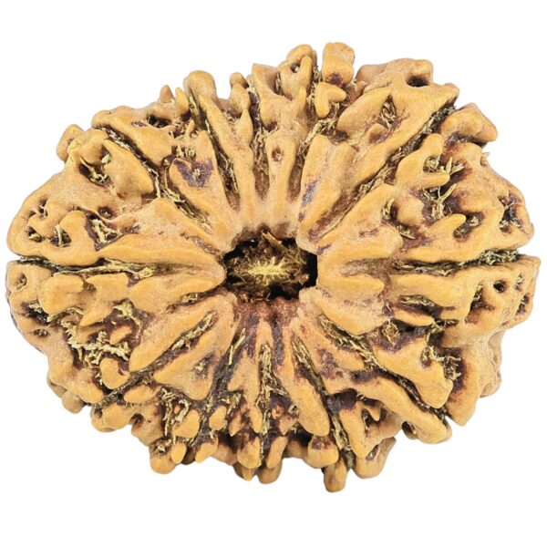 12 Mukhi Rudraksha 26.8mm 3.34gm - Rudraksha