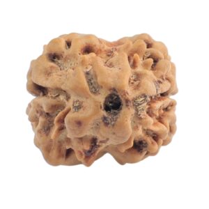 2 Mukhi Rudraksha 19.7mm 1.4gm - Rudraksha