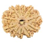 11 Mukhi Rudraksha 31.9mm 7.39gm - Rudraksha