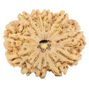 11 Mukhi Rudraksha 31.9mm 7.39gm - Rudraksha