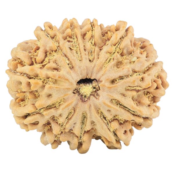 11 Mukhi Rudraksha 31.9mm 7.39gm - Rudraksha