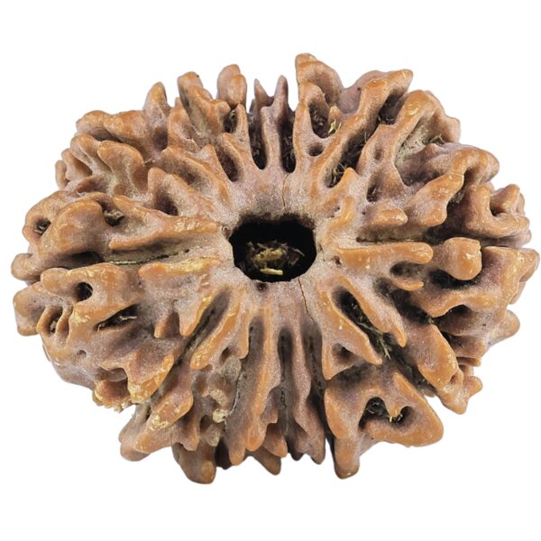 12 Mukhi Rudraksha 26.3mm 4.12gm - Rudraksha