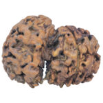 Sawar/Ganesh (3+1) 34mm 5.09gm - Rudraksha