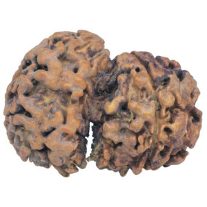 Sawar/Ganesh (3+1) 34mm 5.09gm - Rudraksha