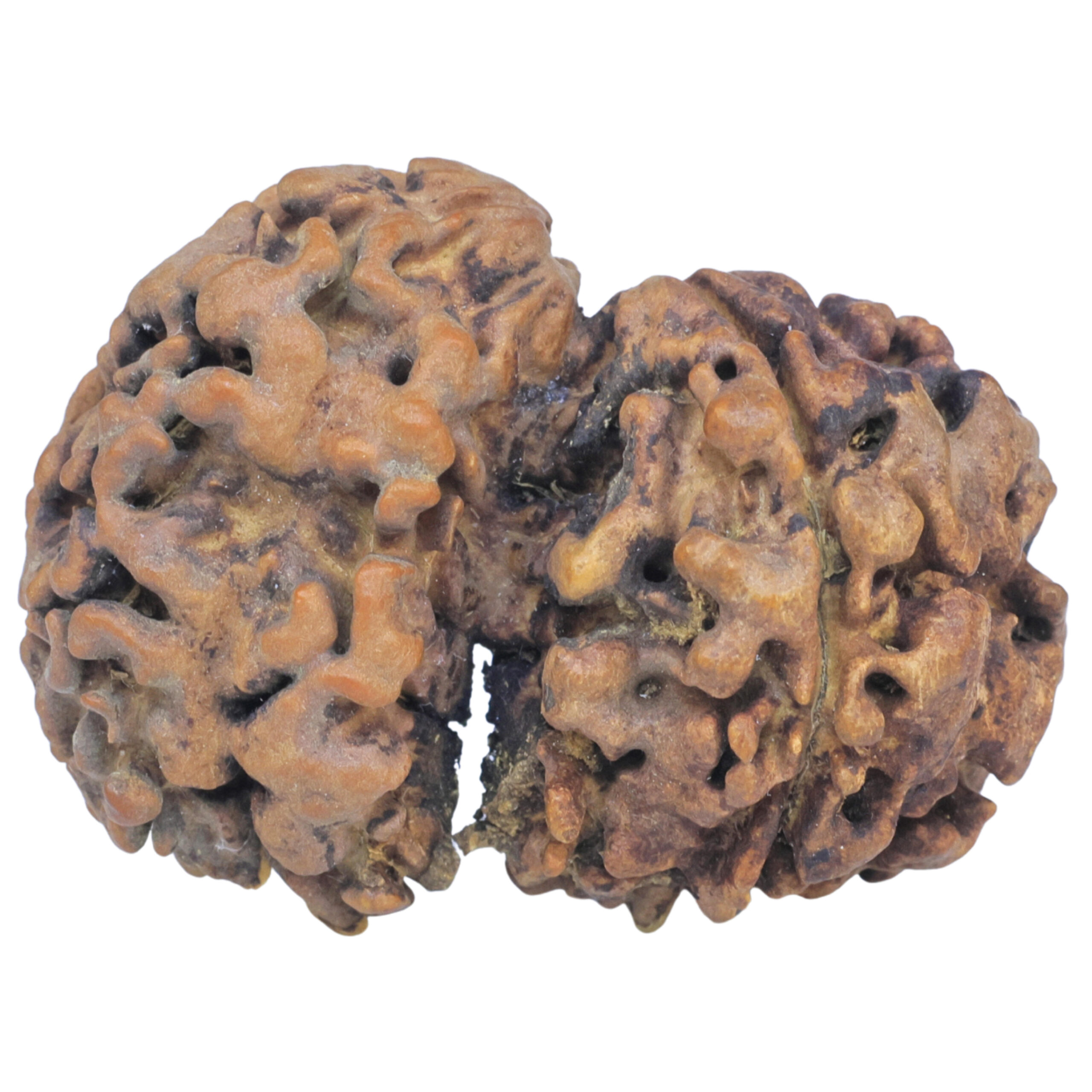 Sawar/Ganesh (3+1) 34mm 5.09gm - Rudraksha