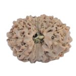 15 Mukhi Rudraksha 20.8mm 2.4gm - Rudraksha