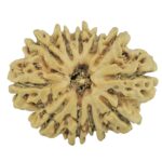 11 Mukhi Rudraksha 23.9mm 2.6gm - Rudraksha