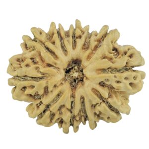 11 Mukhi Rudraksha 23.9mm 2.6gm - Rudraksha